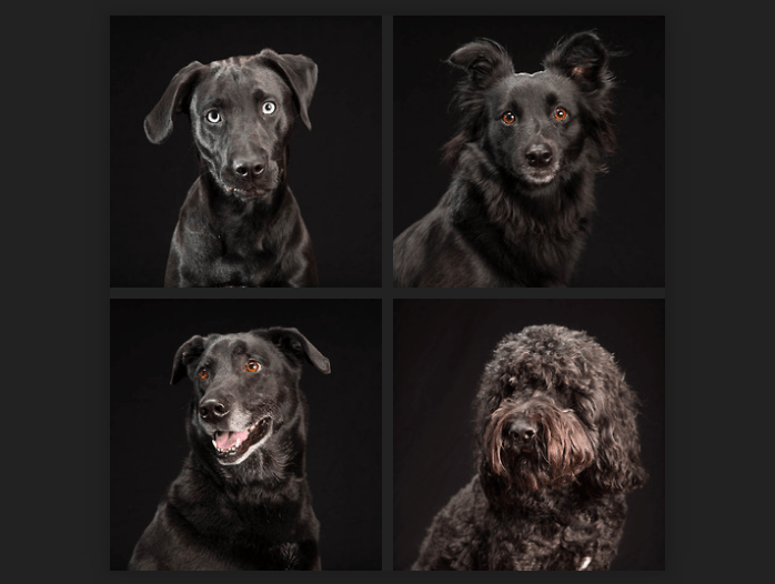 Four black dogs